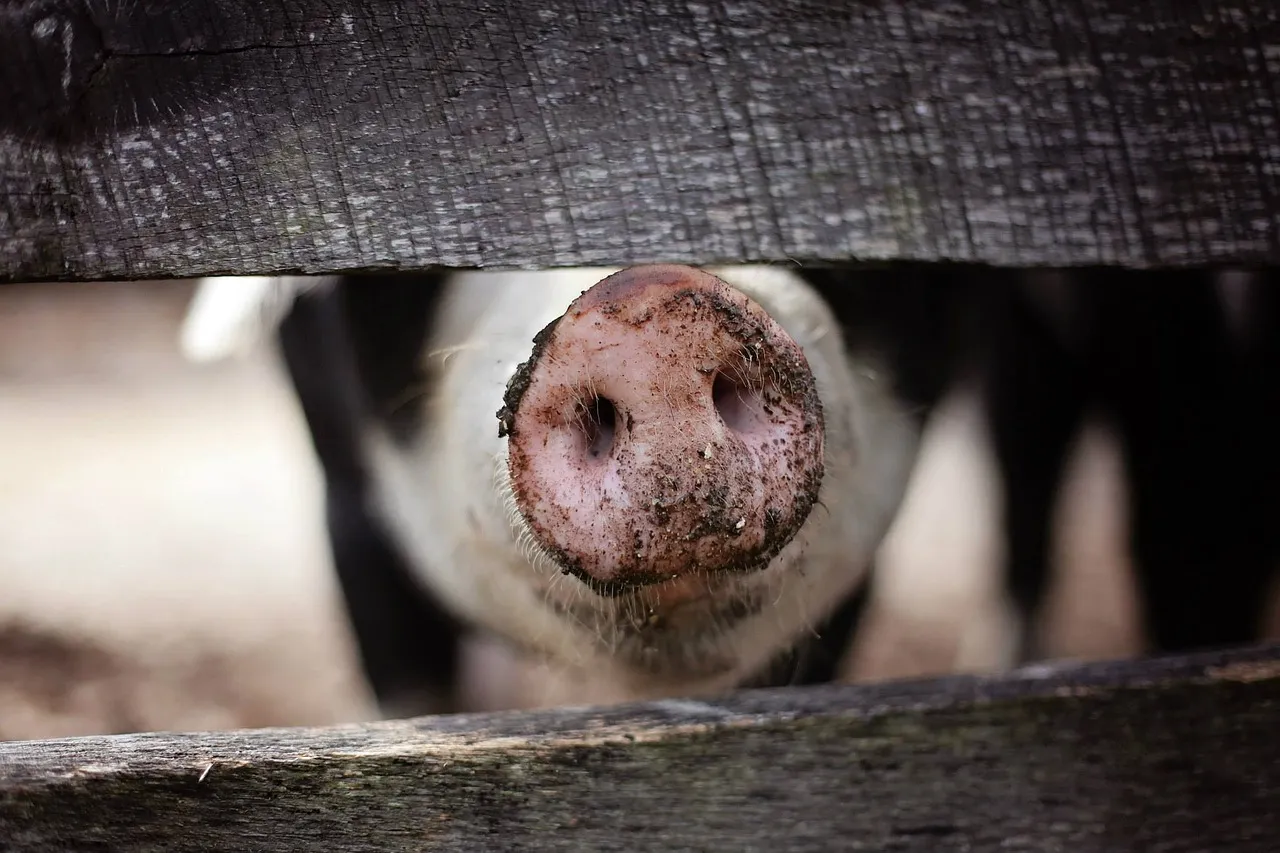 Image: Pexels, Pig snout nose, Pixabay, Pixabay Licence