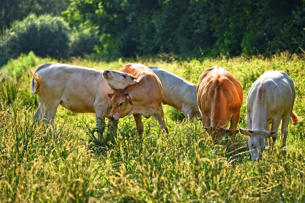 Image: MabelMaber, Cow animal mammal, Pixabay, Pixabay Licence