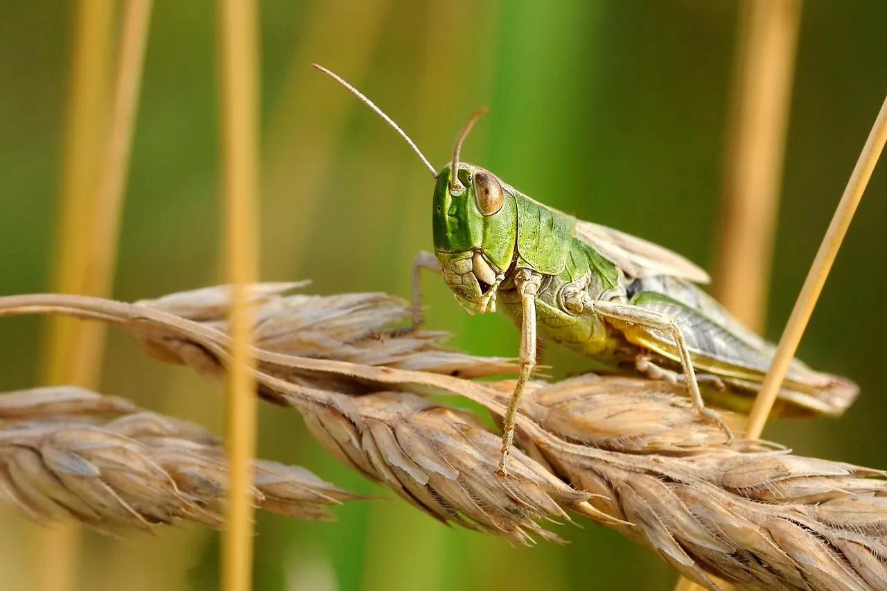 Image: christels, Desert locust insect, Pixabay, Pixabay Licence