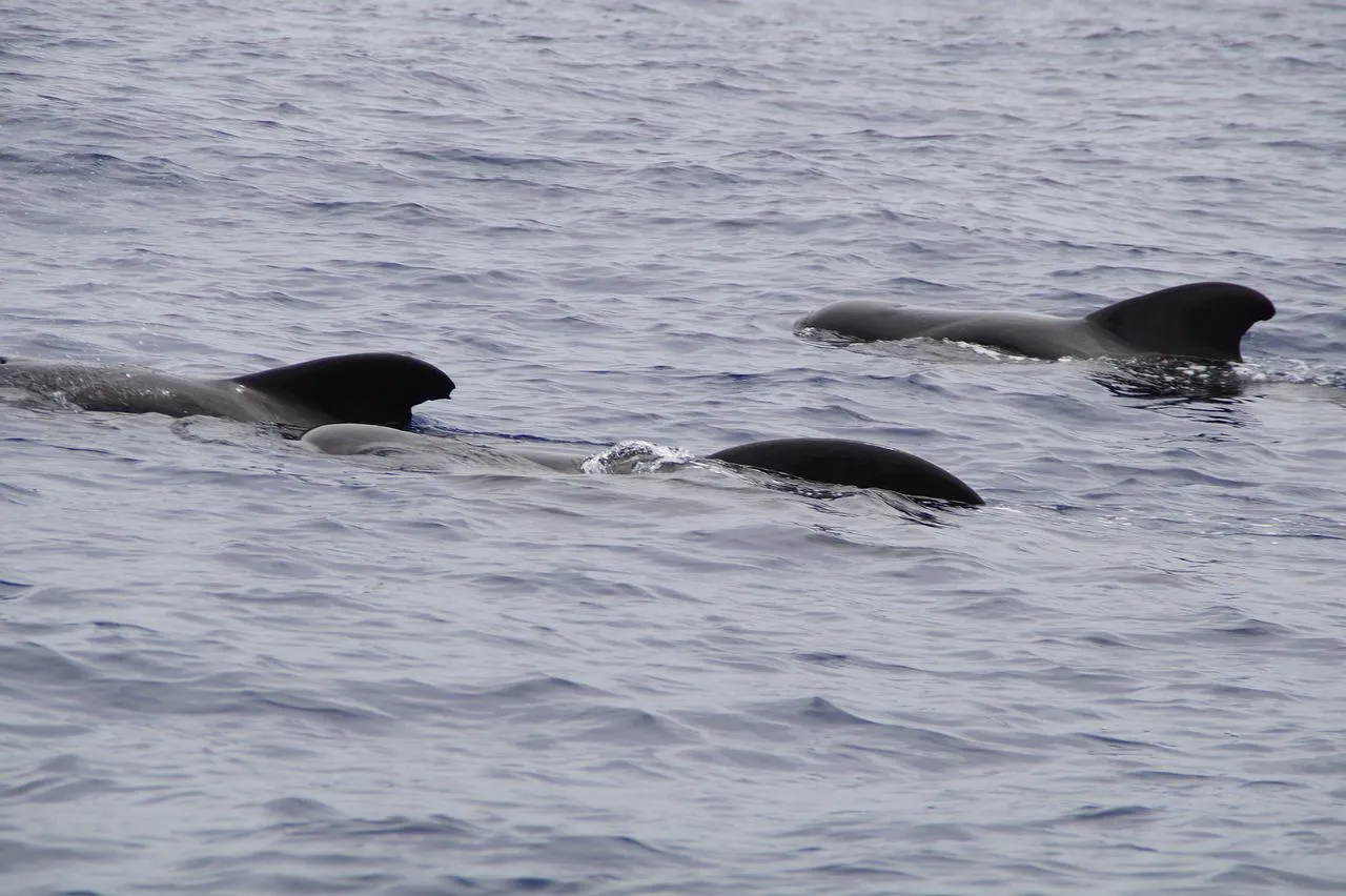 The backs an fins of three pilot whales are visible just breaking the surface of the water