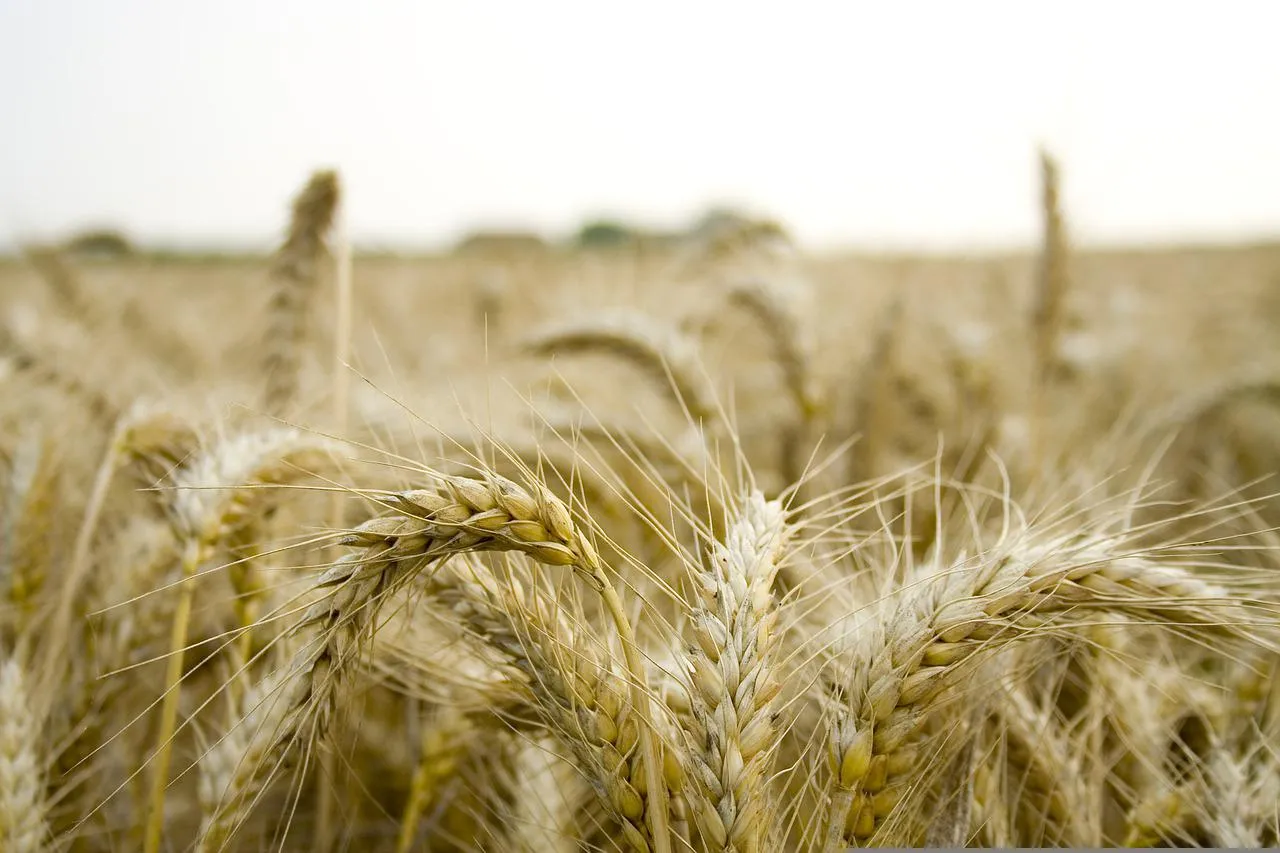 Image: tadaphotos, Field Farm Grain, Pixabay, Pixabay Licence