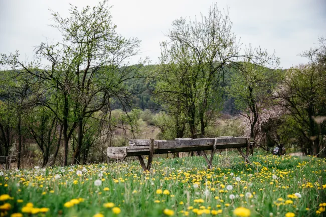 A photo of a Romanian agricultural meadow.
