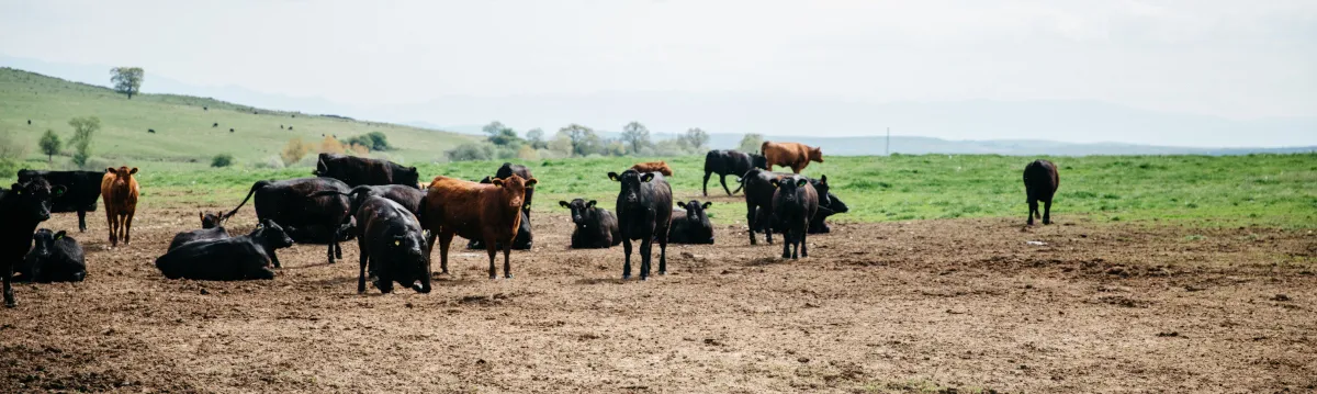 A herd of cattle stands in a muddy field in Romania.