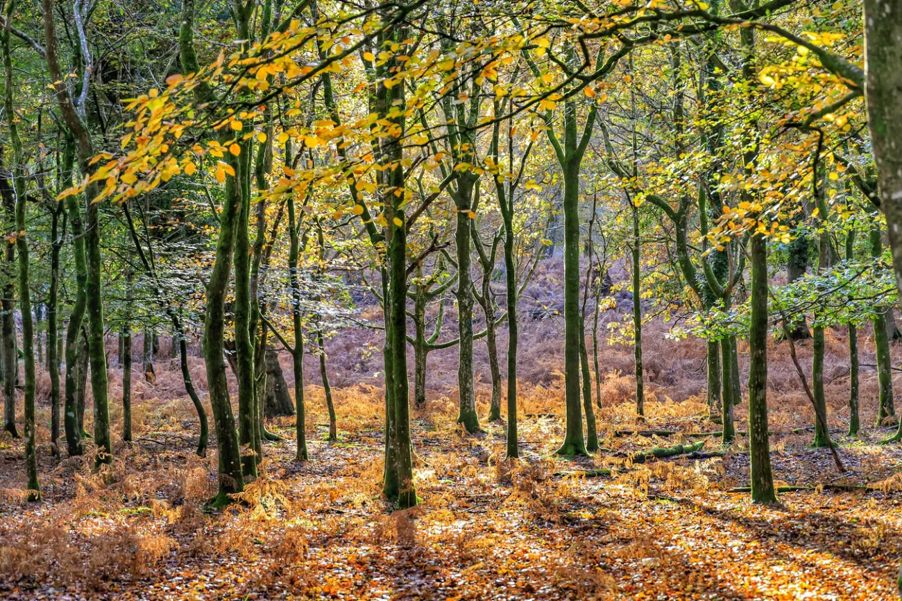Image: Richard Loader, green-leafed tree, Unsplash, Unsplash licence