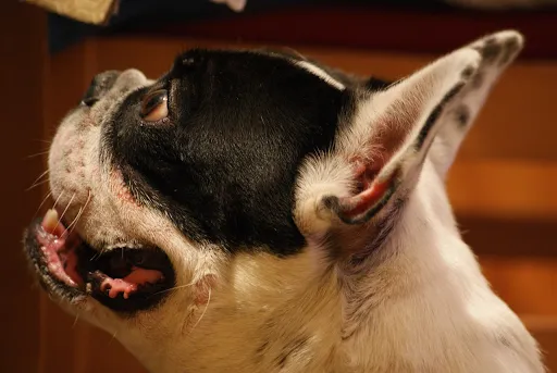 A photograph of a French bulldog's head in profile.
