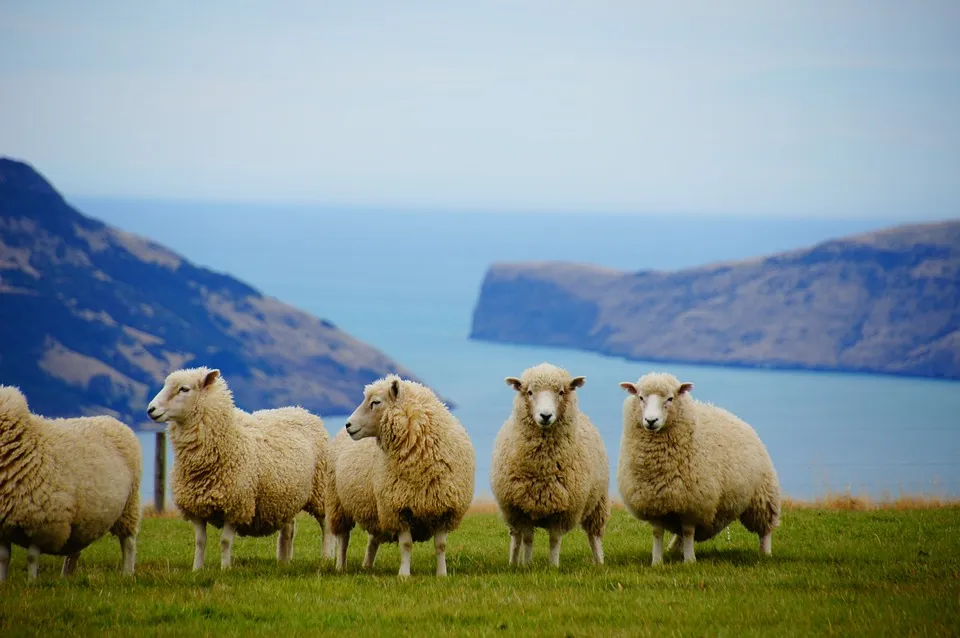 Image: MartinStr, New Zealand sea sheep, Pixabay, Pixabay Licence