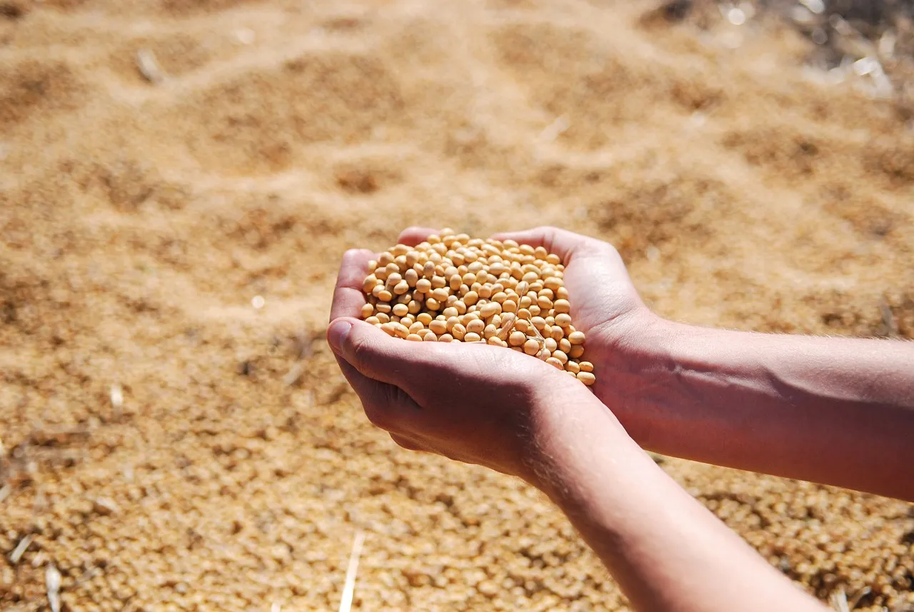 Image: 1737576, Soybean Hand Agro, Pixabay, Pixabay Licence