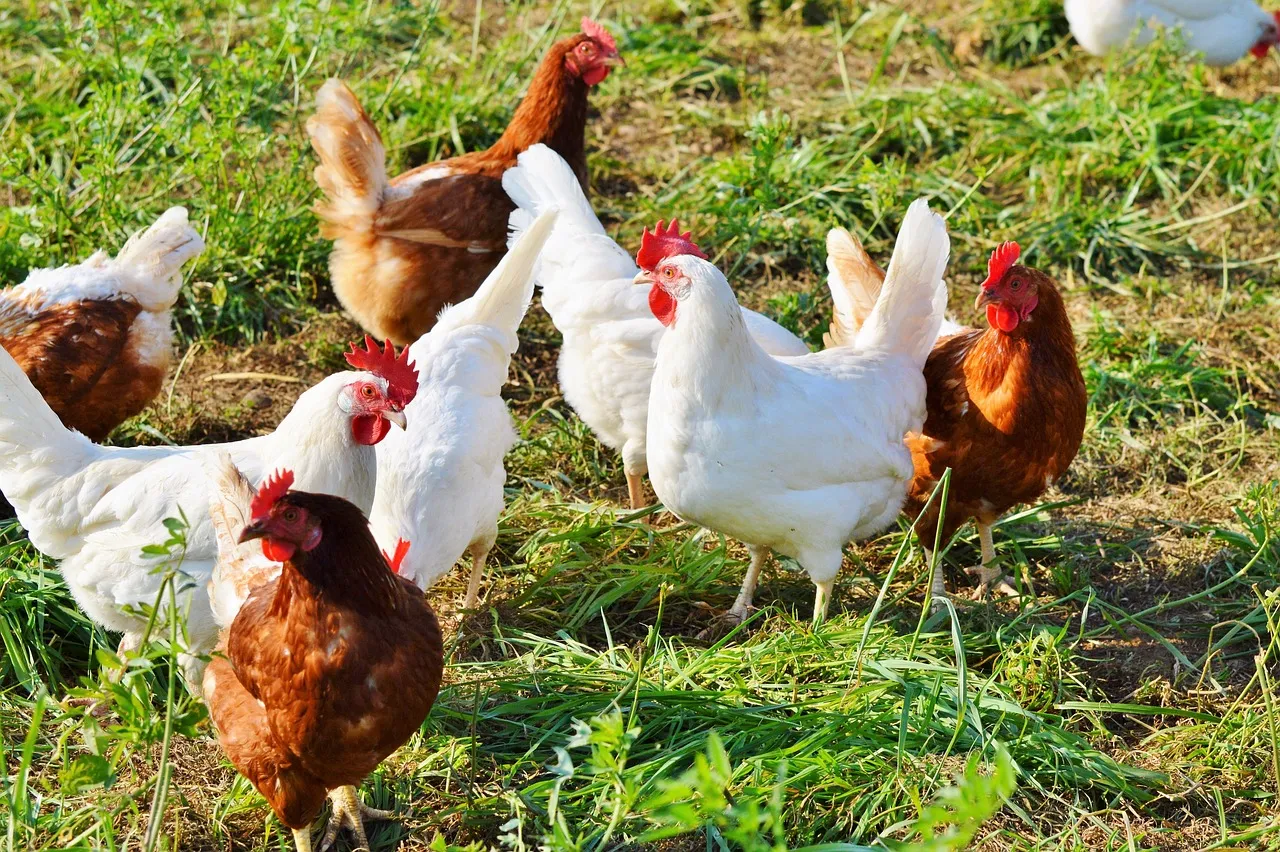 Image: Ralphs_Fotos, Chicken Hen Poultry, Pixabay, Pixabay Licence