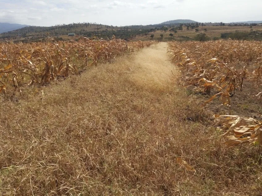 Grass strips in a maize field for soil erosion control and for dry season livestock feed supply in semi-arid Tanzania – good practice (Photo credit -DD Maleko)