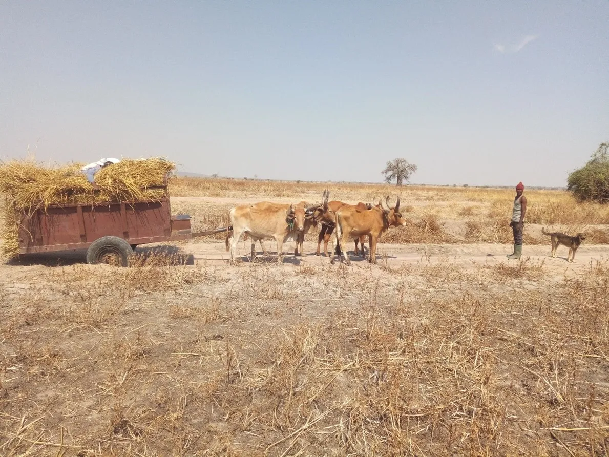 Cattle pulling a cart carrying thatching grasses (among traditional uses of livestock), and dry H. auriculata (marsh barbell) weed in the fields in Central Tanzania during dry seasons. H. auriculata replaces palatable grasses, herbaceous legume and forbs in grazing areas of Tanzania which are seasonally or occasionally flooded (Photo credit: DD Maleko).