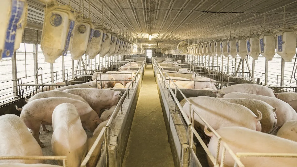 Image: Mark Stebnicki, Groups of pigs in pigpens, Pexels, Pexels Licence