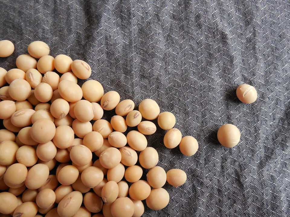 Image: Jing, Soybeans, Pixabay, Pixabay Licence