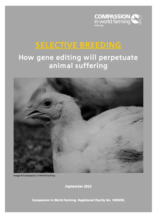 Selective breeding: How gene editing will perpetuate animal suffering