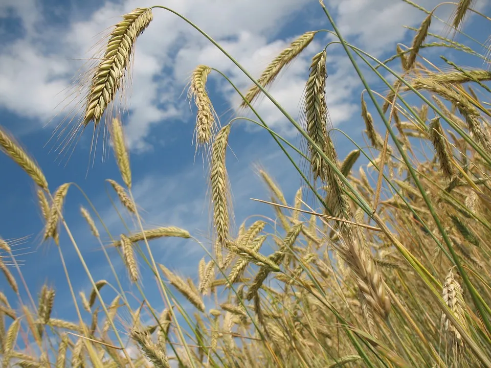 Image: R0bin, Wheat crop field cereal, Pixabay, Pixabay Licence