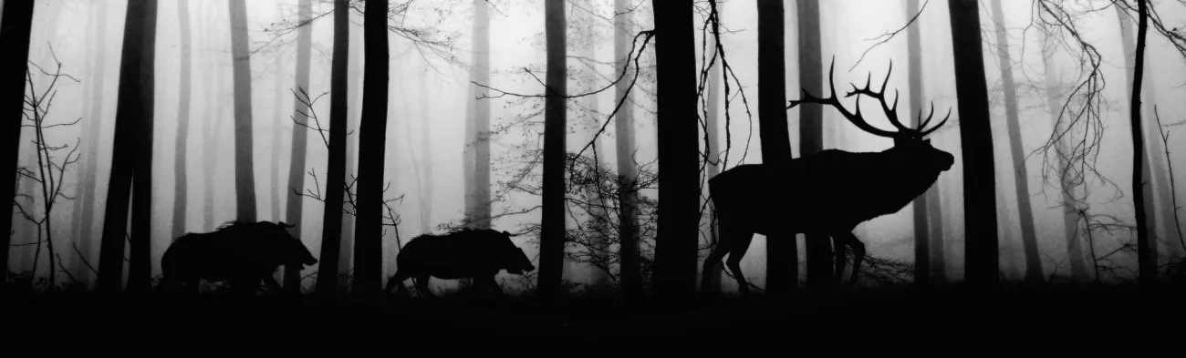 A black and white image of a deer and two boars crossing through a forest in silhouette.