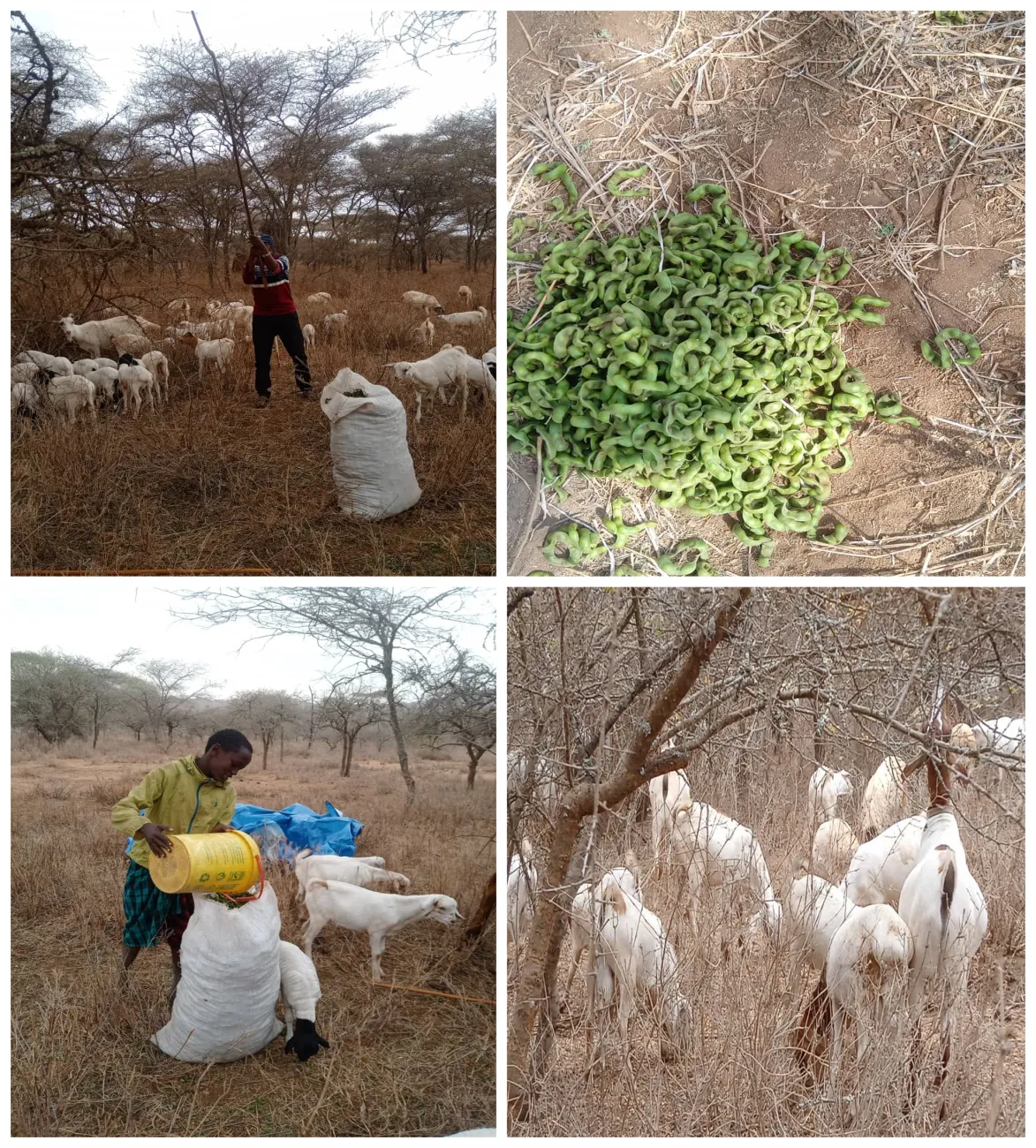 Goats browsing on shrubs