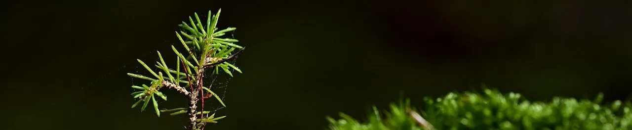 Sapling in moss