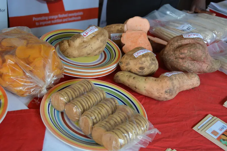 Image: USAID in Africa, Orange-Fleshed Sweet Potato Value Chain, Flickr, United States Government Work