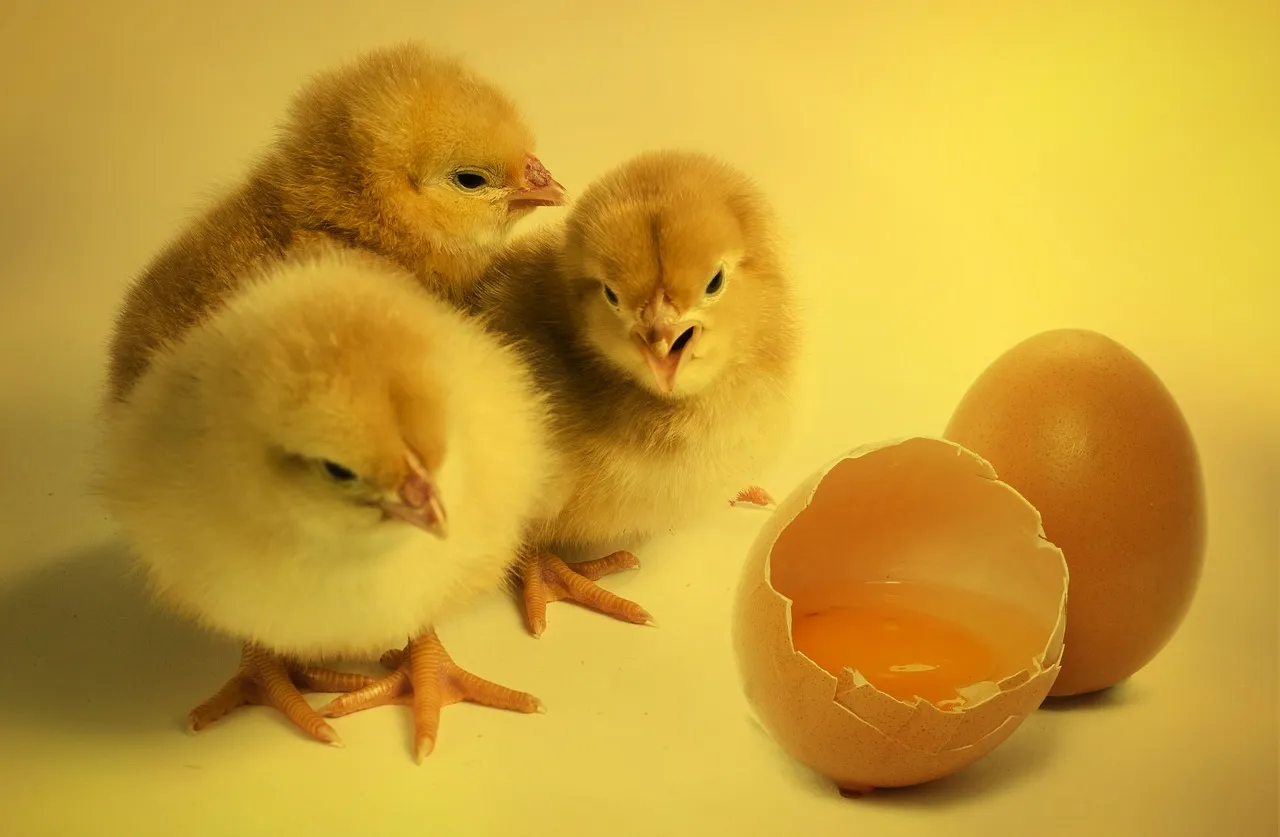Image: Chick bird chicken, cocoparisienne, Pixabay, Pixabay Licence