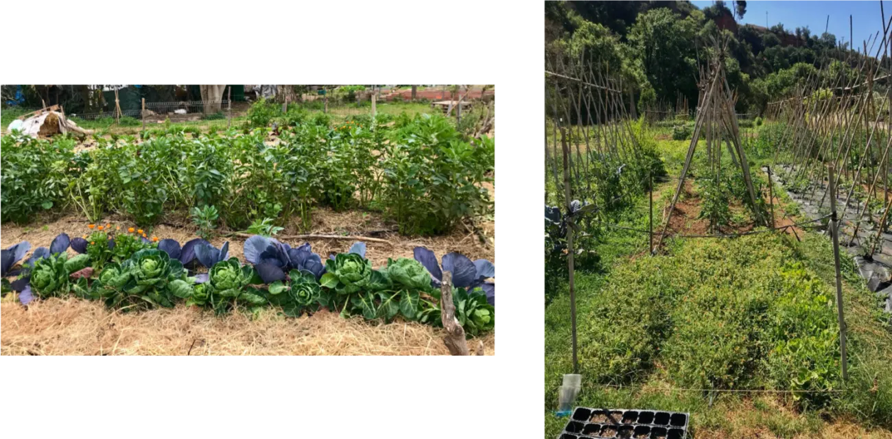Examples of different urban garden initiatives in and around Barcelona.