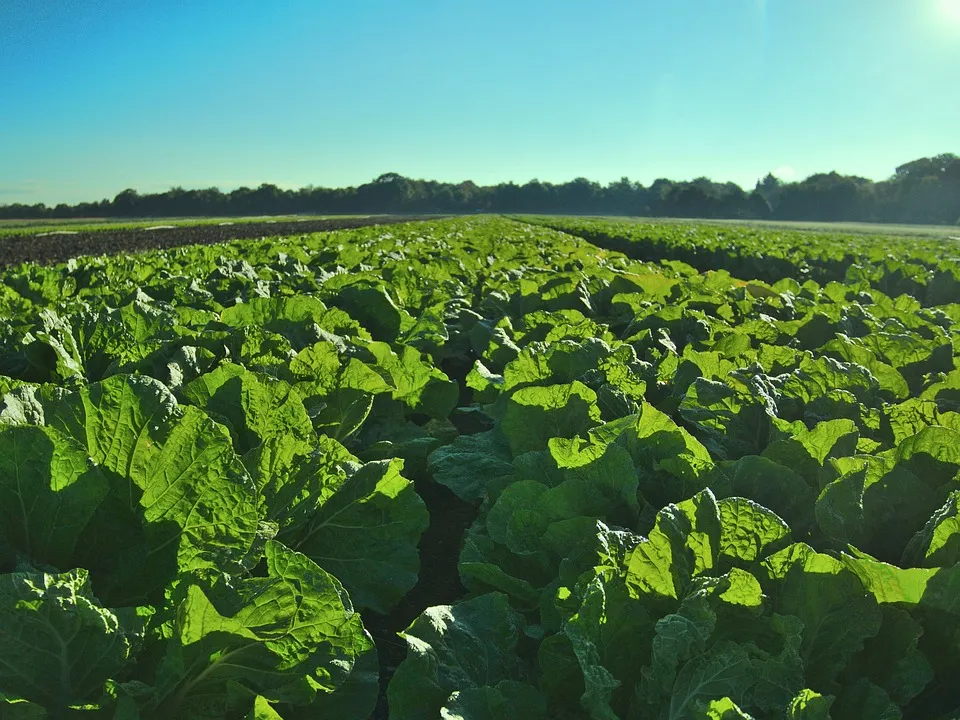 Image: joffi, Salad field, Pixabay, Pixabay Licence
