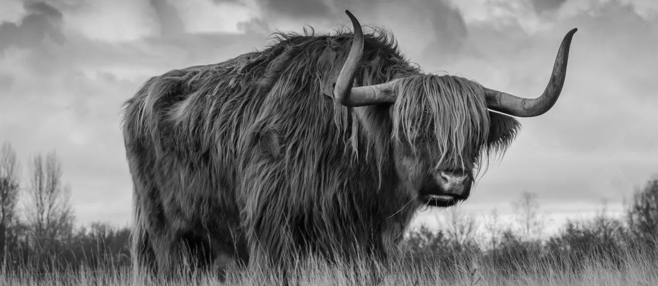 A scottish highland cow with large horns in black and white