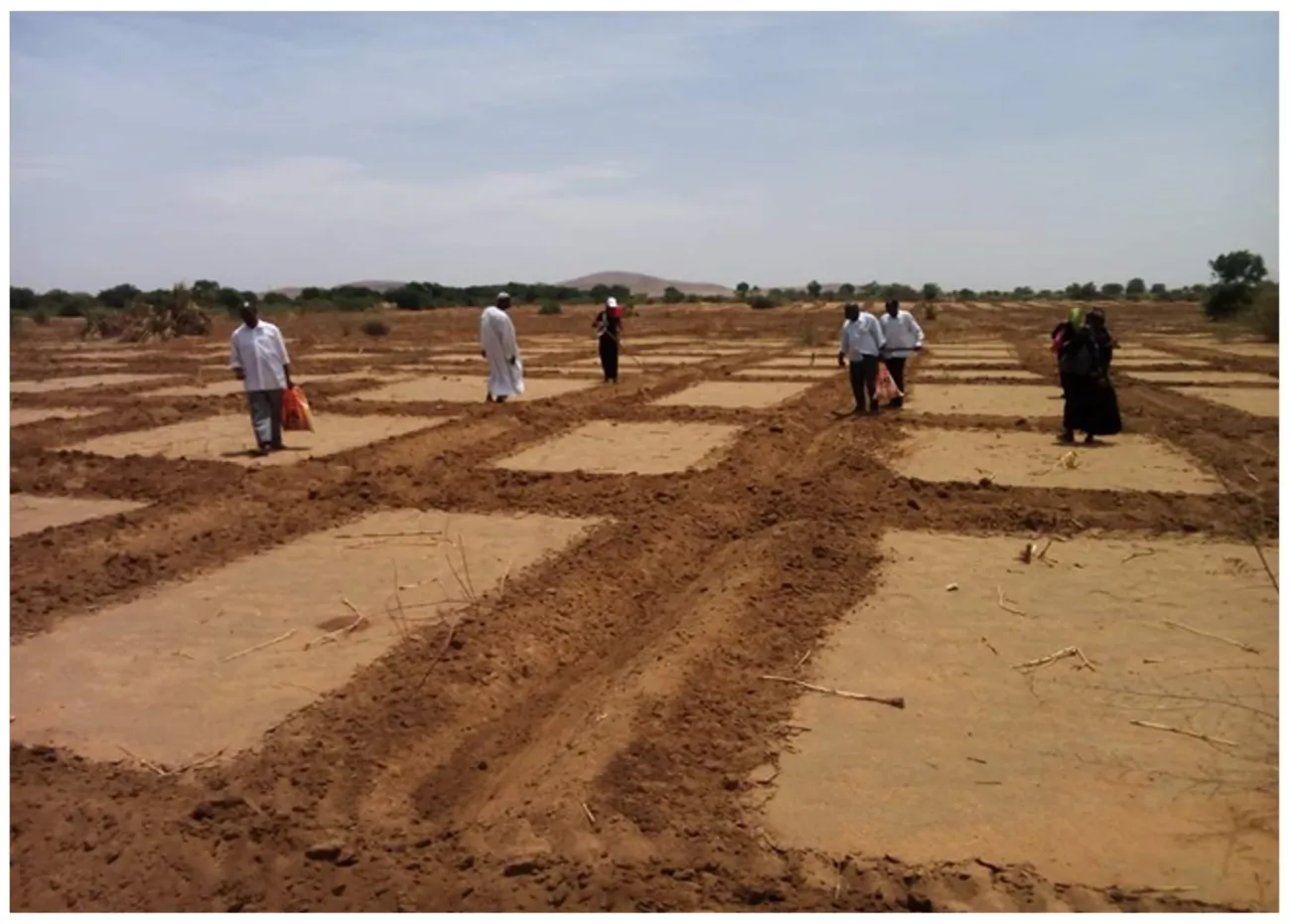 Forest rehabilitation (afforestation) through some type of agroforestry plantation with seeds and seedlings in the reserved forest in Nyala - Southern Darfur State. This type of agroforestry is named “Tungya” in the local language. Photo credit © Hatim Rijal 2020 - Forest Inspector.