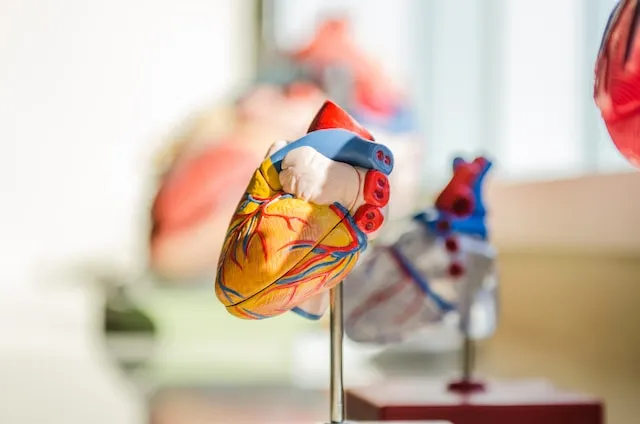 Anatomical model of the human heart. Photo by Jesse Orico via Unsplash.