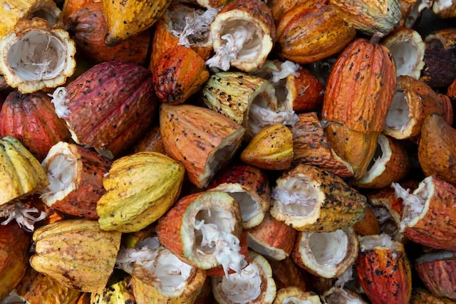 A collection of open cocoa pods. Photo by Rodrigo Flores via Unsplash.