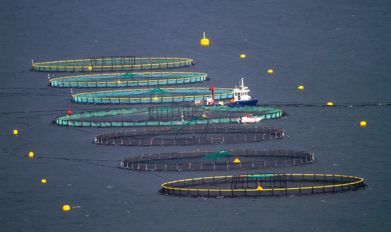 Fish farming cages in the ocean. Photo by Tapani Hellman via Pixabay.