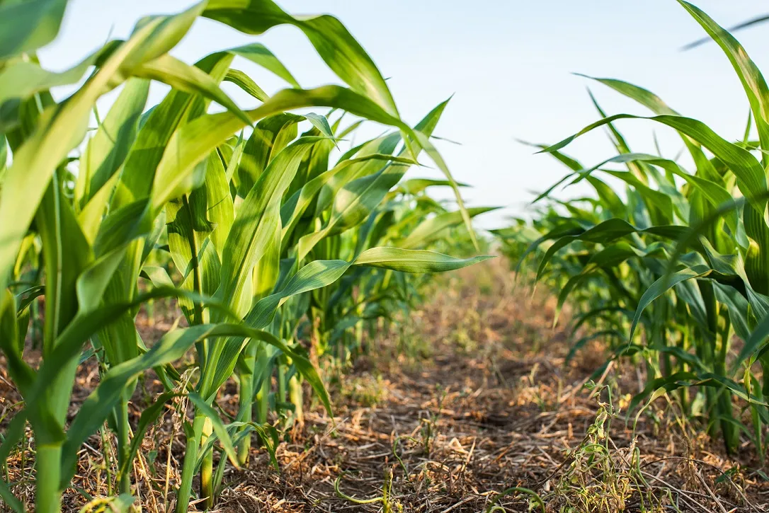 Looking down a corn row in a no-till planted field. Photo by Margaret Burlingham via Adobe Stock.