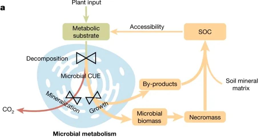 Microbial CUE figure showing portioning of carbon to co2 or necromass and metabolic by-products stored in soil