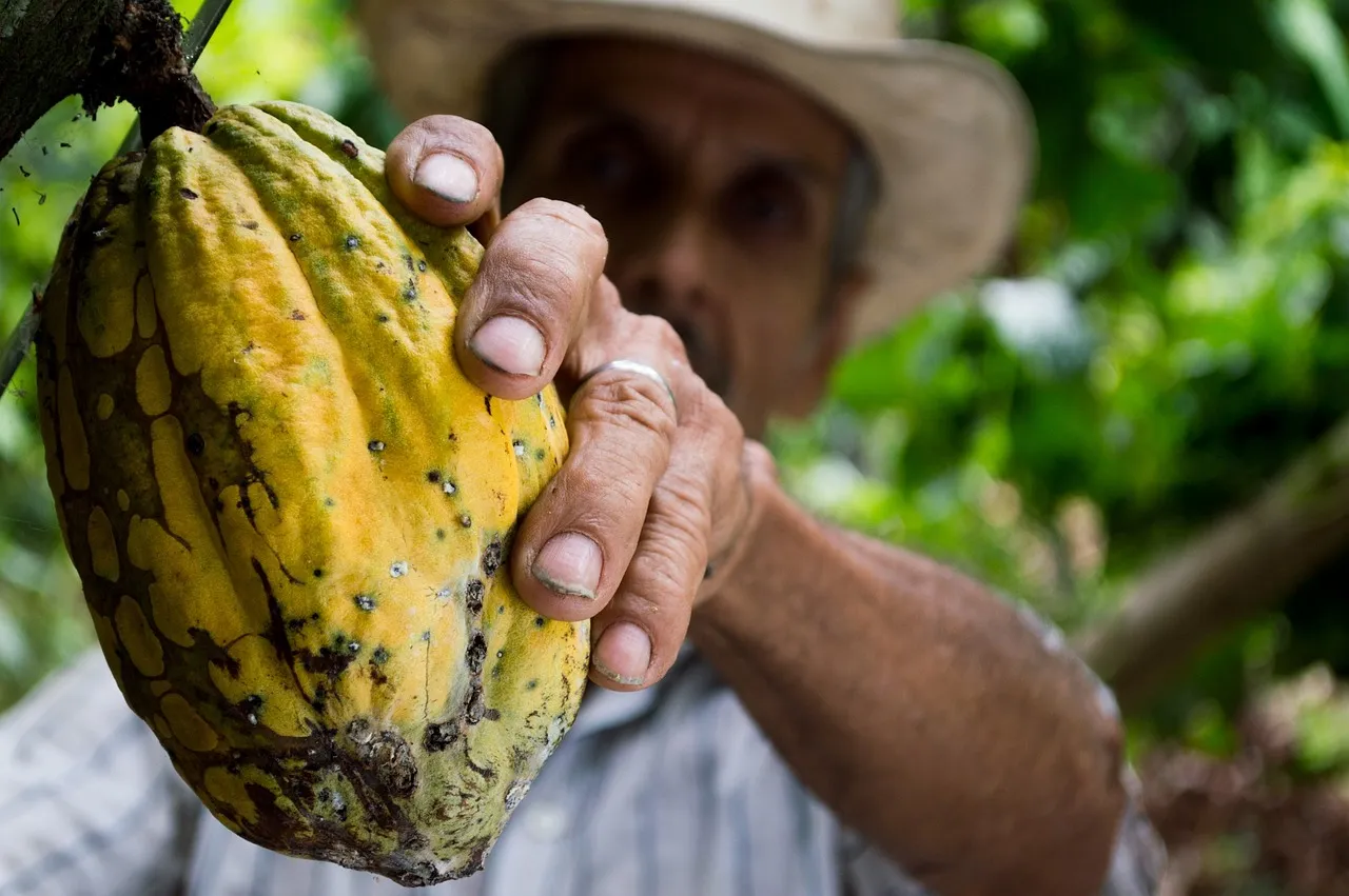 Alt text: farmer picking yellow cocoa pod. Photo by Elias Falla via Pixabay.