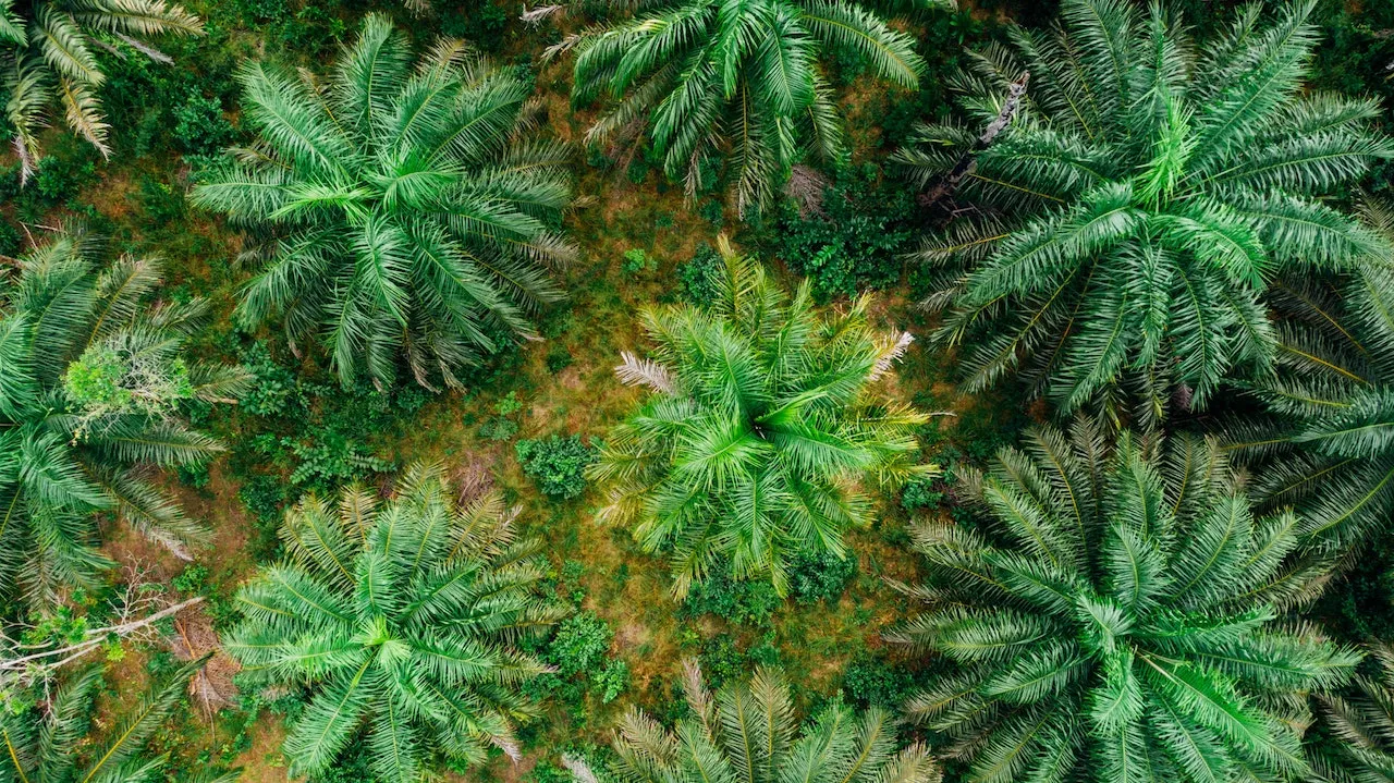 Aerial view of monoculture oil palm plantation. Photo by Kelly Lacy via Pexels.
