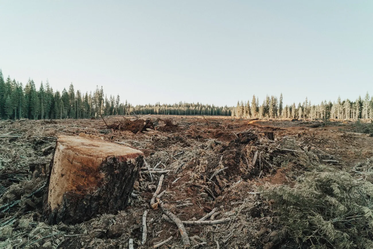 A tree stump sits in the foreground of a deforested landscape with the edge of a forest in the distance. Photo by roya ann miller via Unsplash.