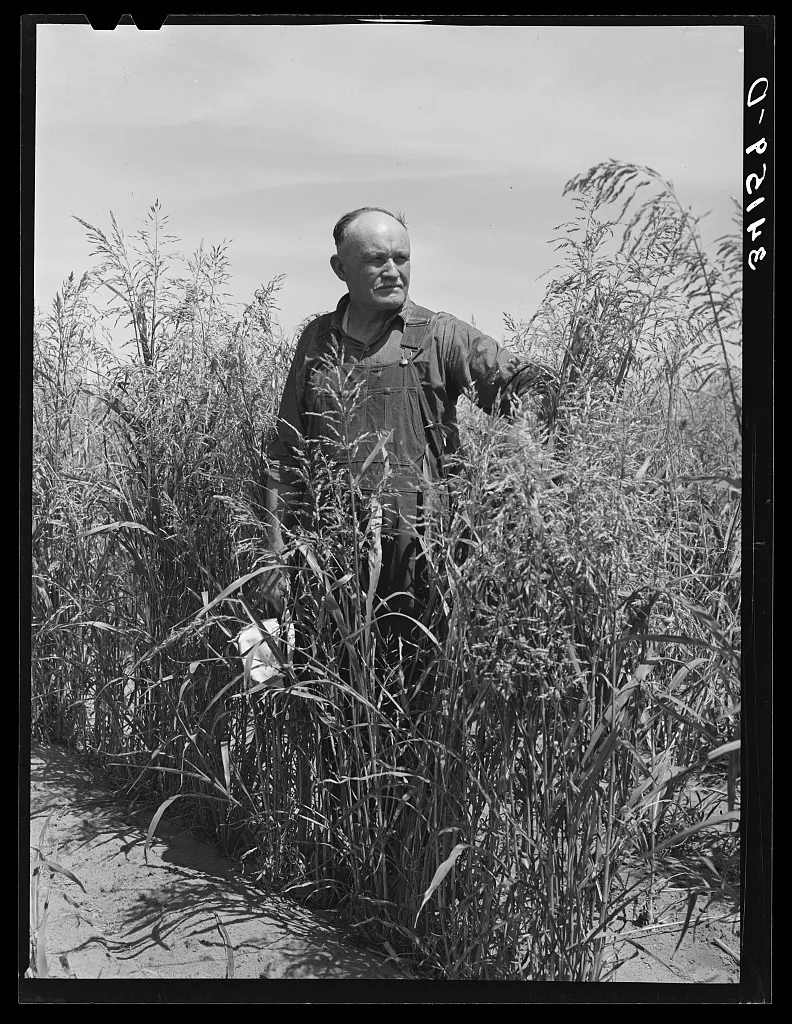 A farmer stands in a field of sudan grass in Baca County, Colorado, USA, during the Dust Bowl era. Photo by Russell Lee via Library of Congress (1939).