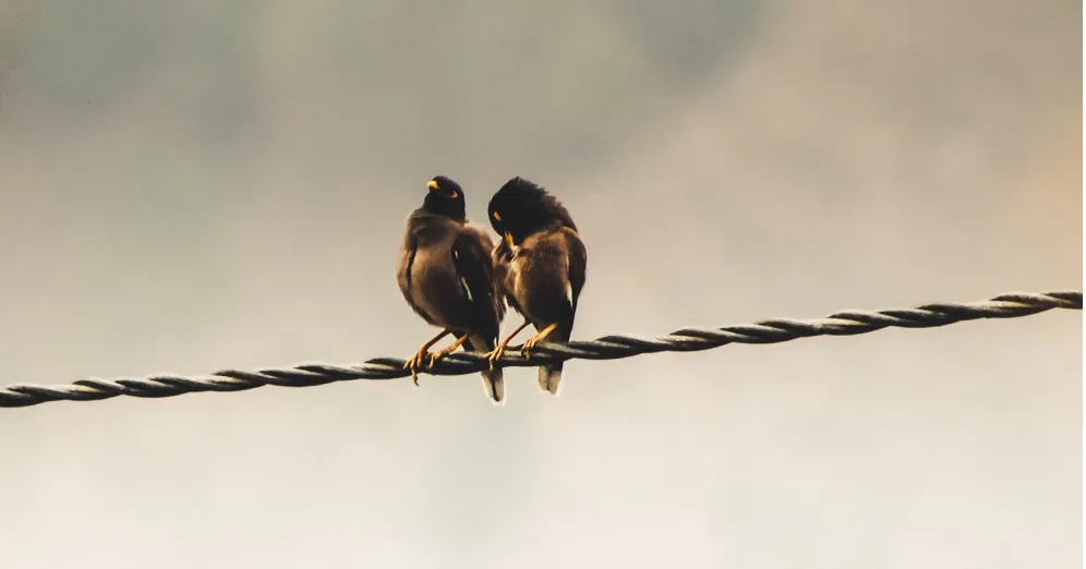 Pexels photo of 2 birds on a cable by Abhishek Gaurav 