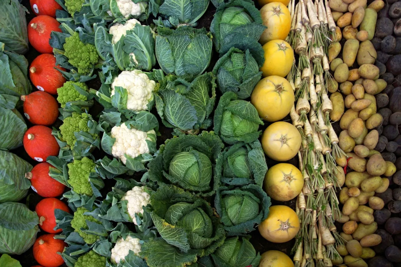 Colourful rows of squash, cauliflower, cabbage, parsnips and potatoes. Photo by Pixabay