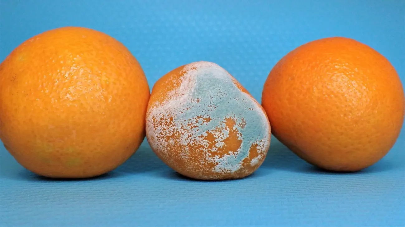 Image of two normal, and one mouldy, oranges. Photo by Nancy Hughes via Unsplash