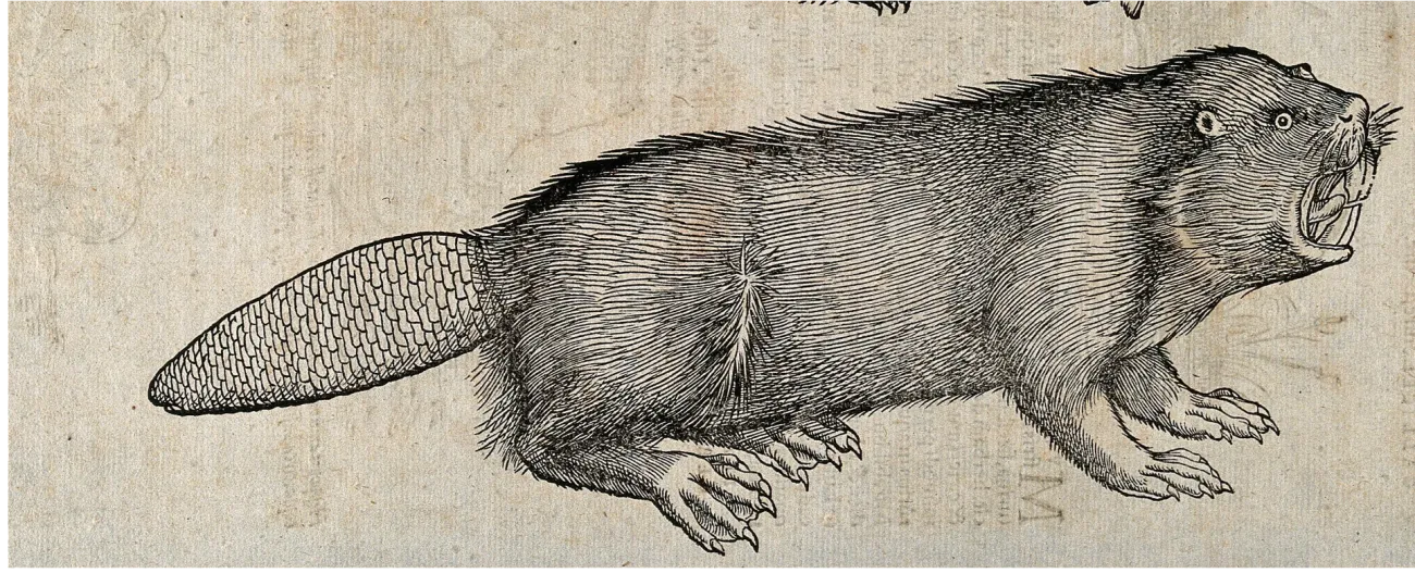 Above, an otter eating a fish; below, a beaver. Woodcut after C. Gessner date approx. 1560 courtesy of the Wellcome Collection ref. 41004i