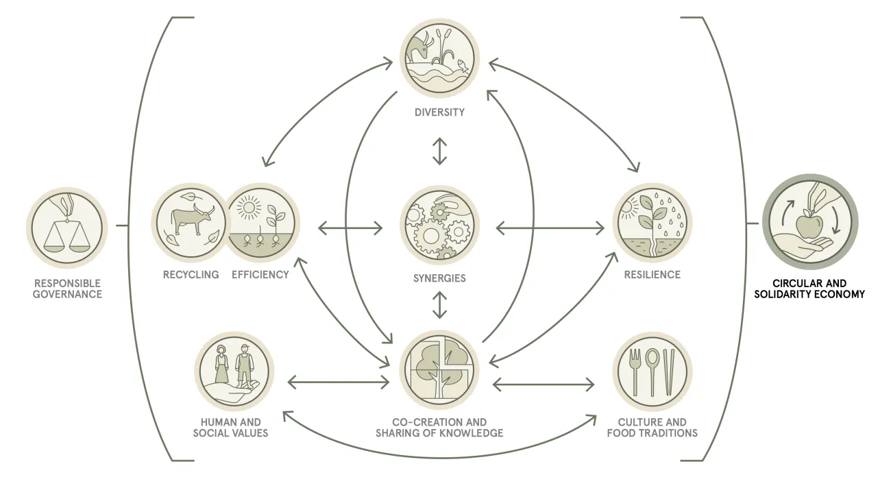 A diagram depicting the relationships between difference aspects of Agroecology such as co-creation & sharing of knowledge, diversity, and resilience, reproduced from FAO (2018)1