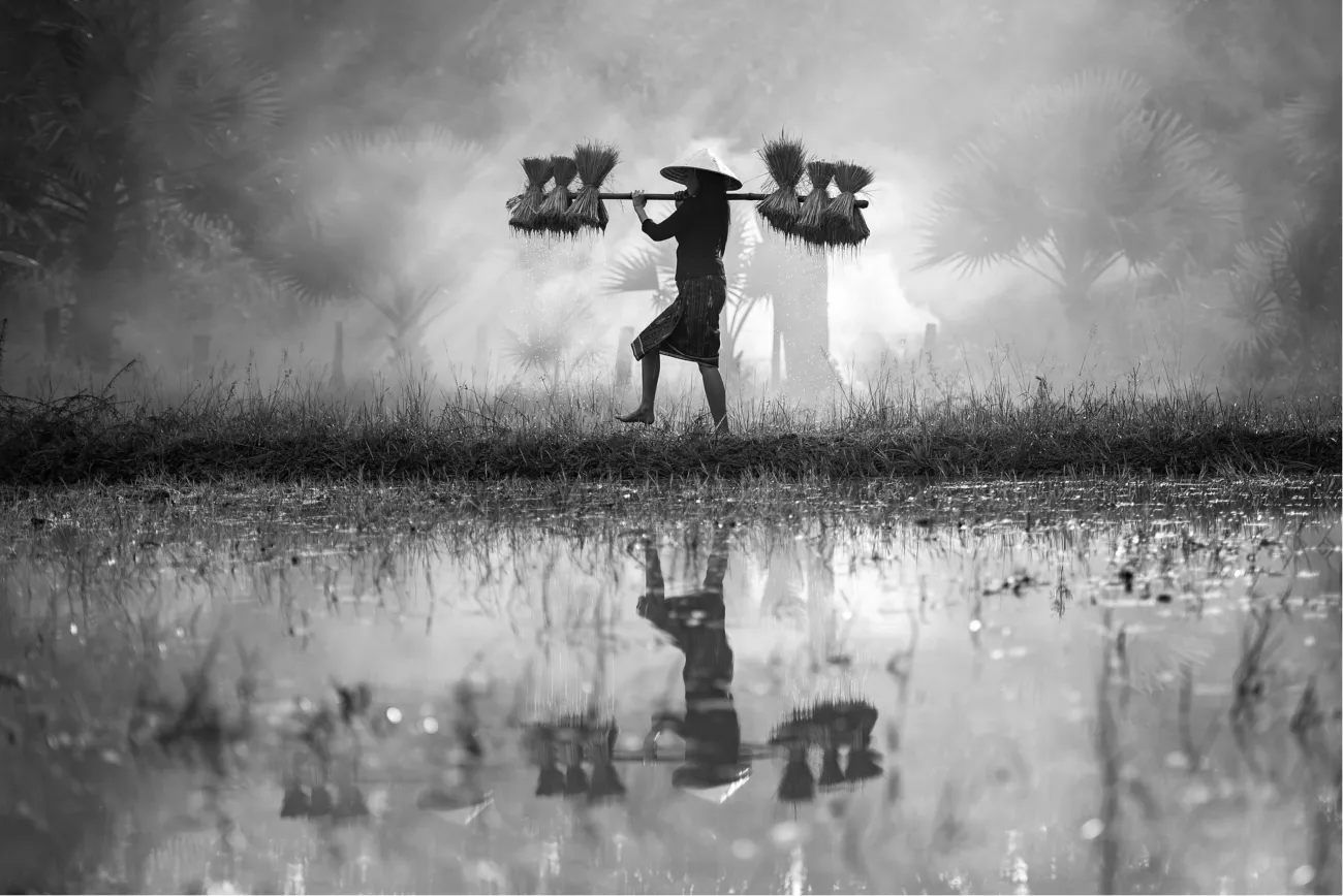 The cover image of the food sovereignty explainer in black and white, a woman carrying rice across a rice paddy.