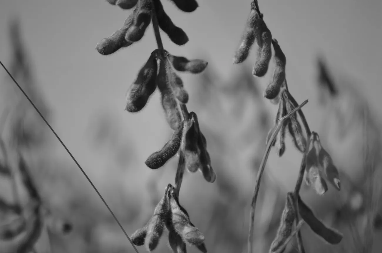 Photo credits: Pixabay - https://pixabay.com/photos/soybean-macro-soy-agriculture-778177/