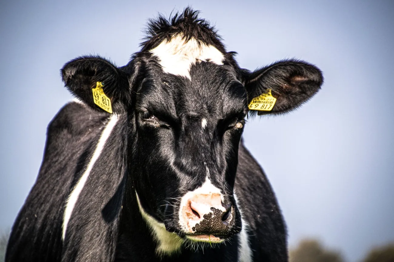 Alt text: Portrait of an angry looking cow. Photo by Matthis Volquardsen via Pexels