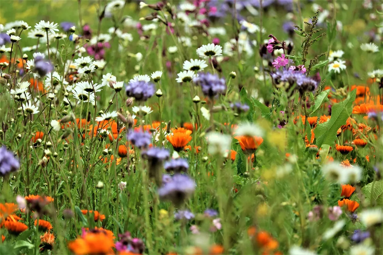 Field of biodiverse wildflower. Image by Caniceus via pixaby
