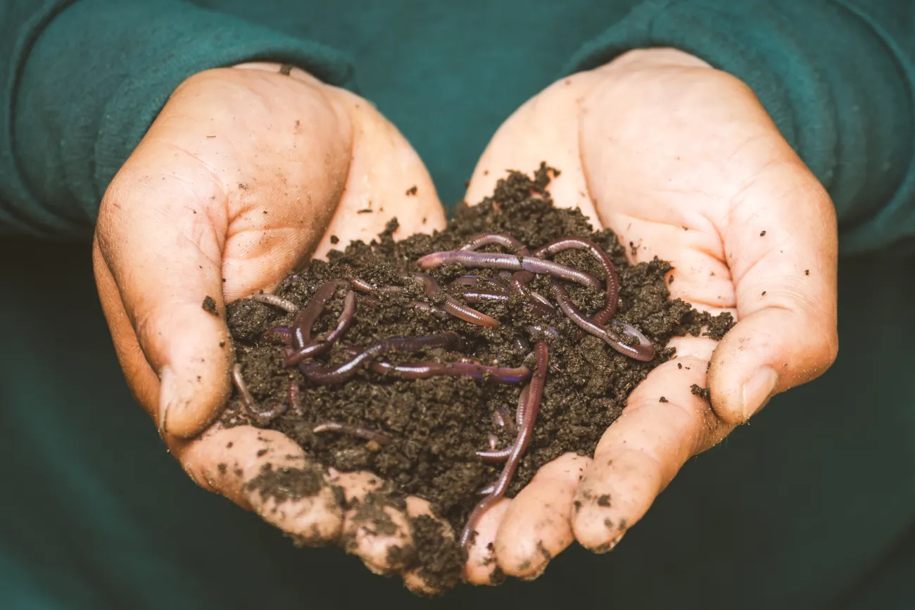 A pair of hands holding a clump of soil and worms. Photo by sippakorn yamkasikorn via Unsplash