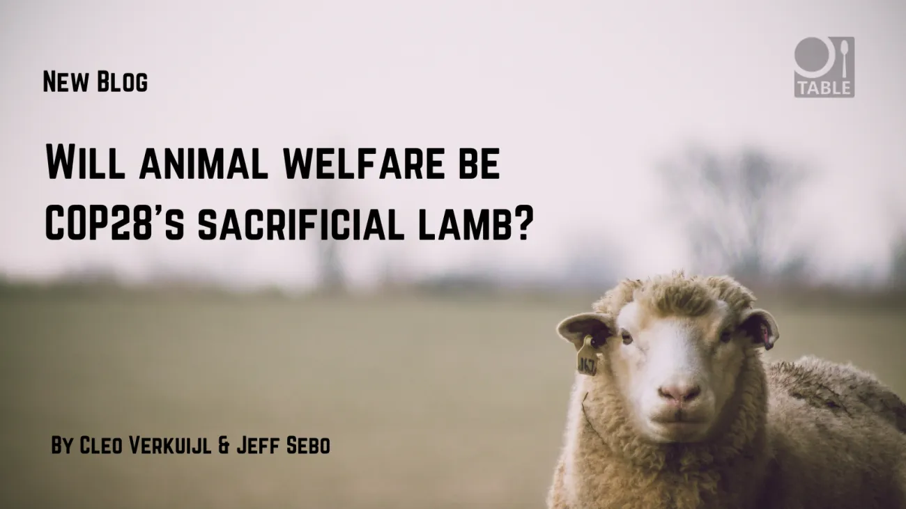 A flyer advertising the blog "Will animal welfare be COP28’s sacrificial lamb?" by Cleo Verkuijl & Jeff Sebo. The TABLE logo is in the corner and the background is a sheep staring into the camera with a blurry landscape behind by Dan Hamill via Pexels.