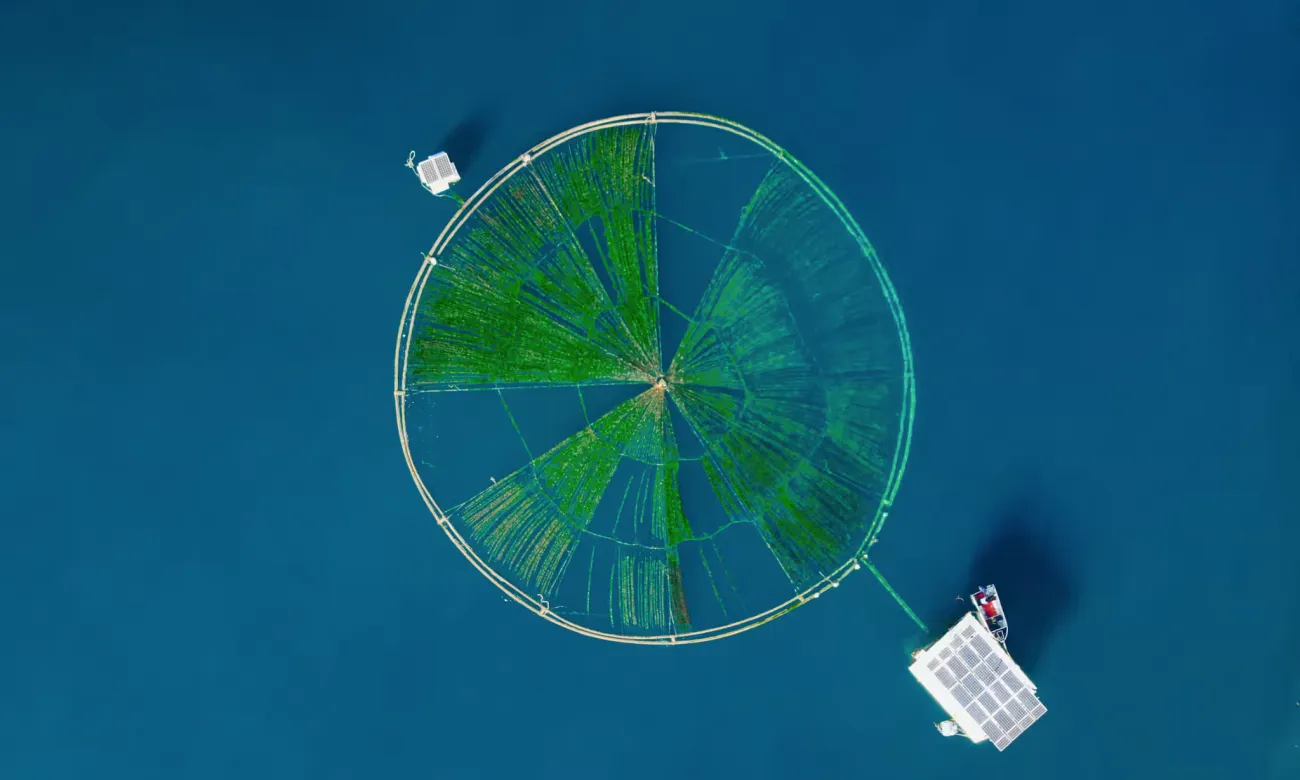 The seaweed platform near the Climate Foundation’s headquarters on Cebu Island, the Philippines. Photo by Fabian Weiss via The Guardian