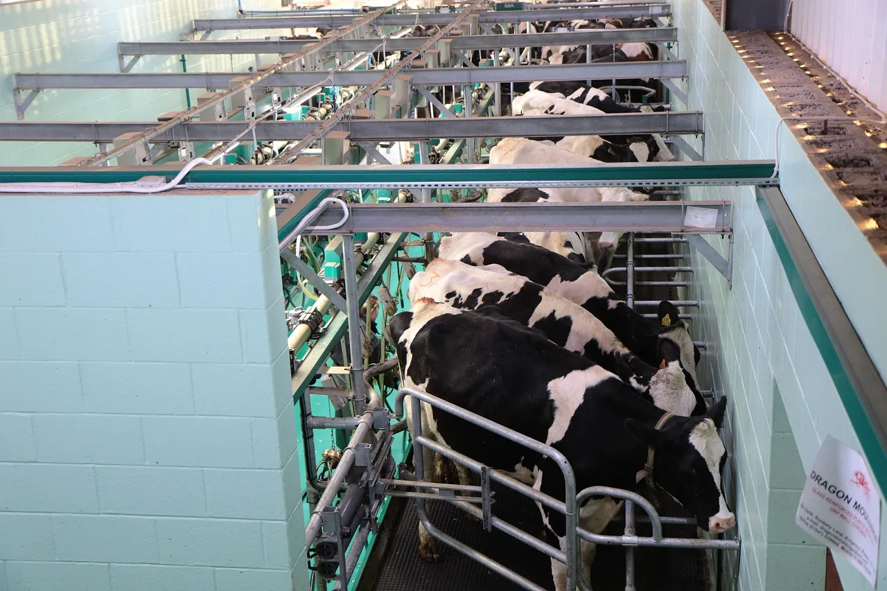 Cows in a milking parlour. Image by Kevinsphotos via Pixaby