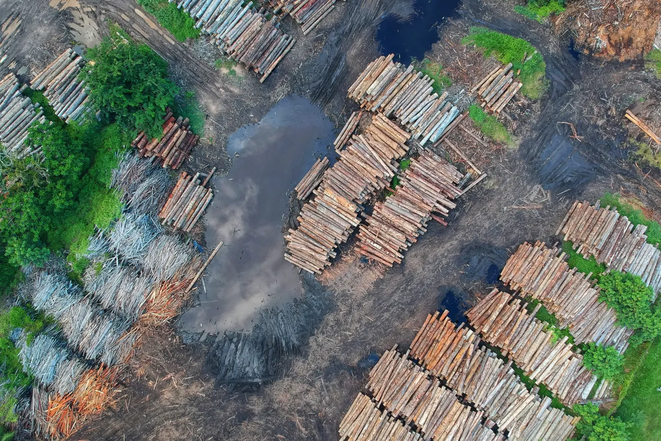 Birdseye view of log piles. Photo by Pok Rie via Pexels